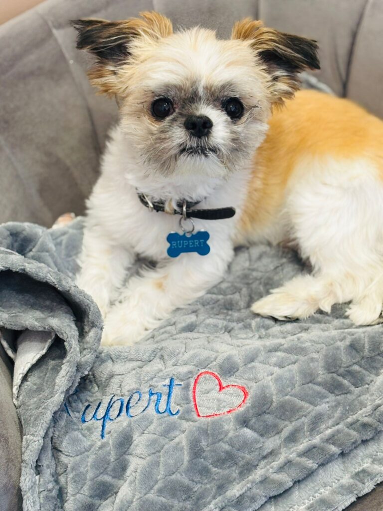 Rupert on His Blanket